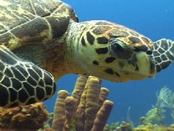 Hawksbill Turtle. Roatan, Bay Islands. by Shawn Jackson 